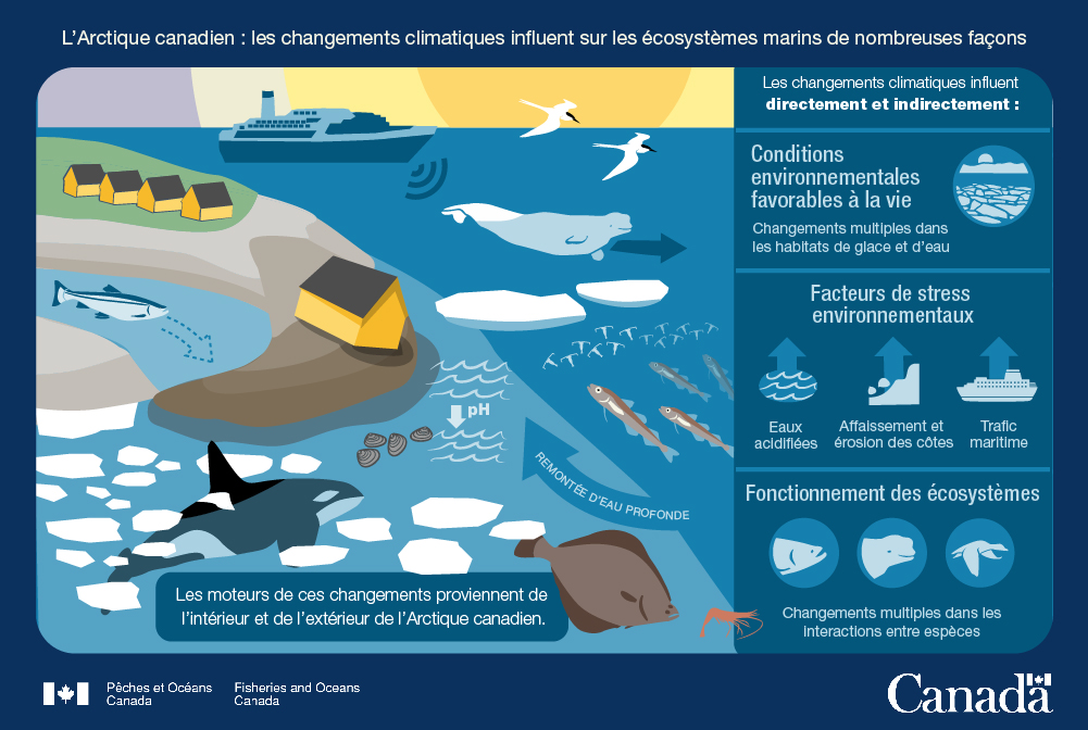 Infographie 2 : Les changements climatiques influent sur les écosystèmes marins de nombreuses façons