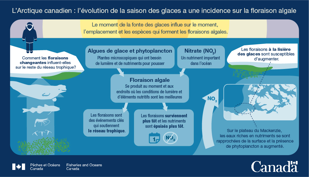 6. L'Arctique canadien : L'évolution de la saison des glaces a une incidence sur la floraison algale