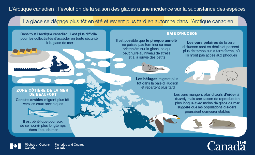7. L'Arctique canadien : L'évolution de la saison des glaces a une incidence sur la subsistance des espèces