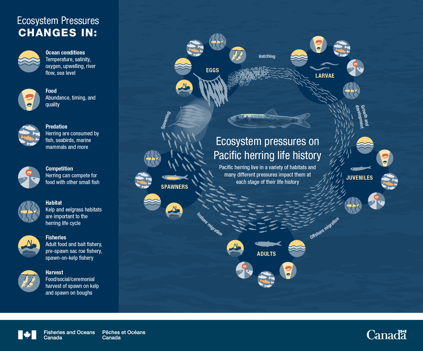 Infographic: Ecosystem pressures on Pacific herring life history