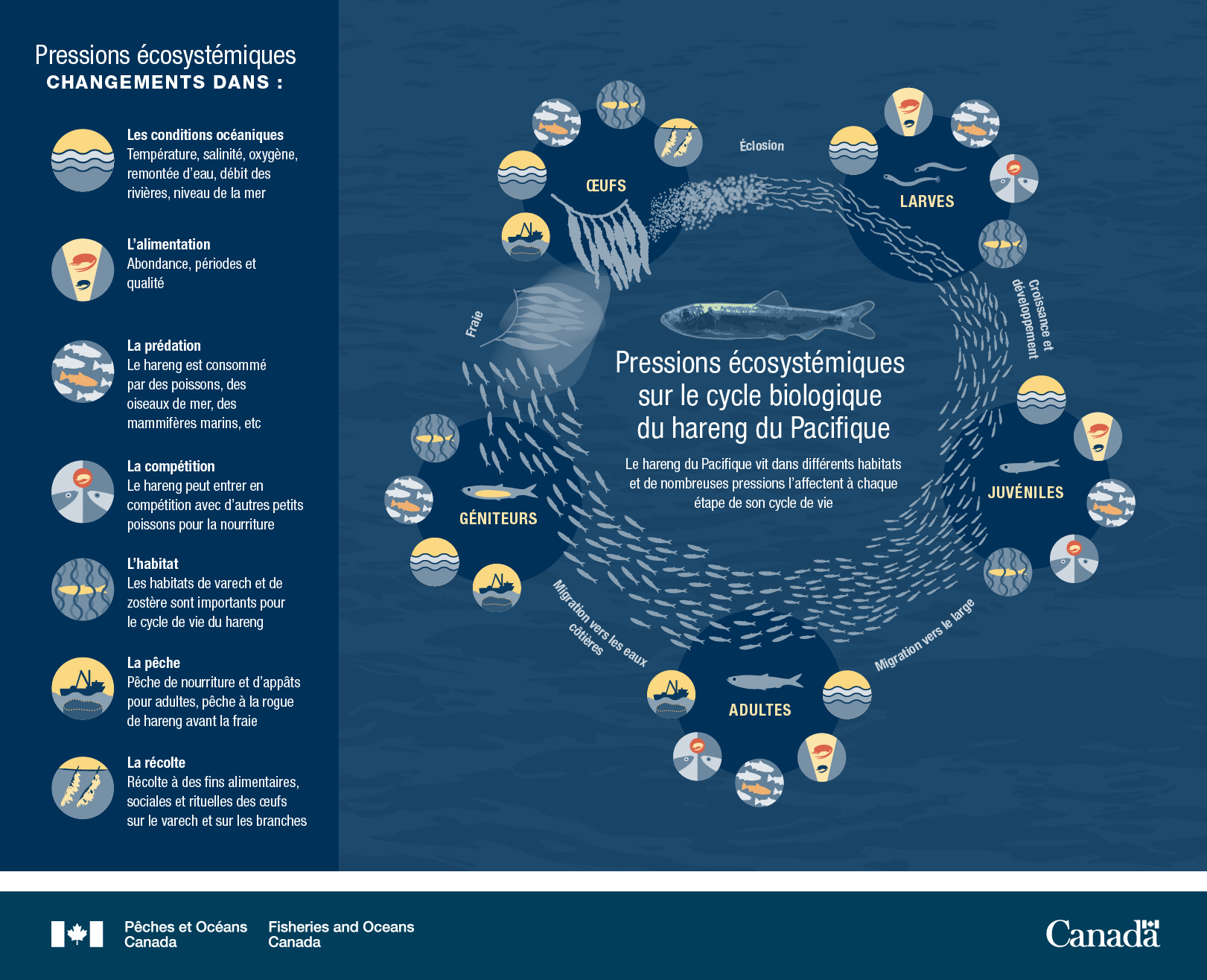 Infographie : Pressions écosystémiques sur le cycle biologique du hareng du Pacifique