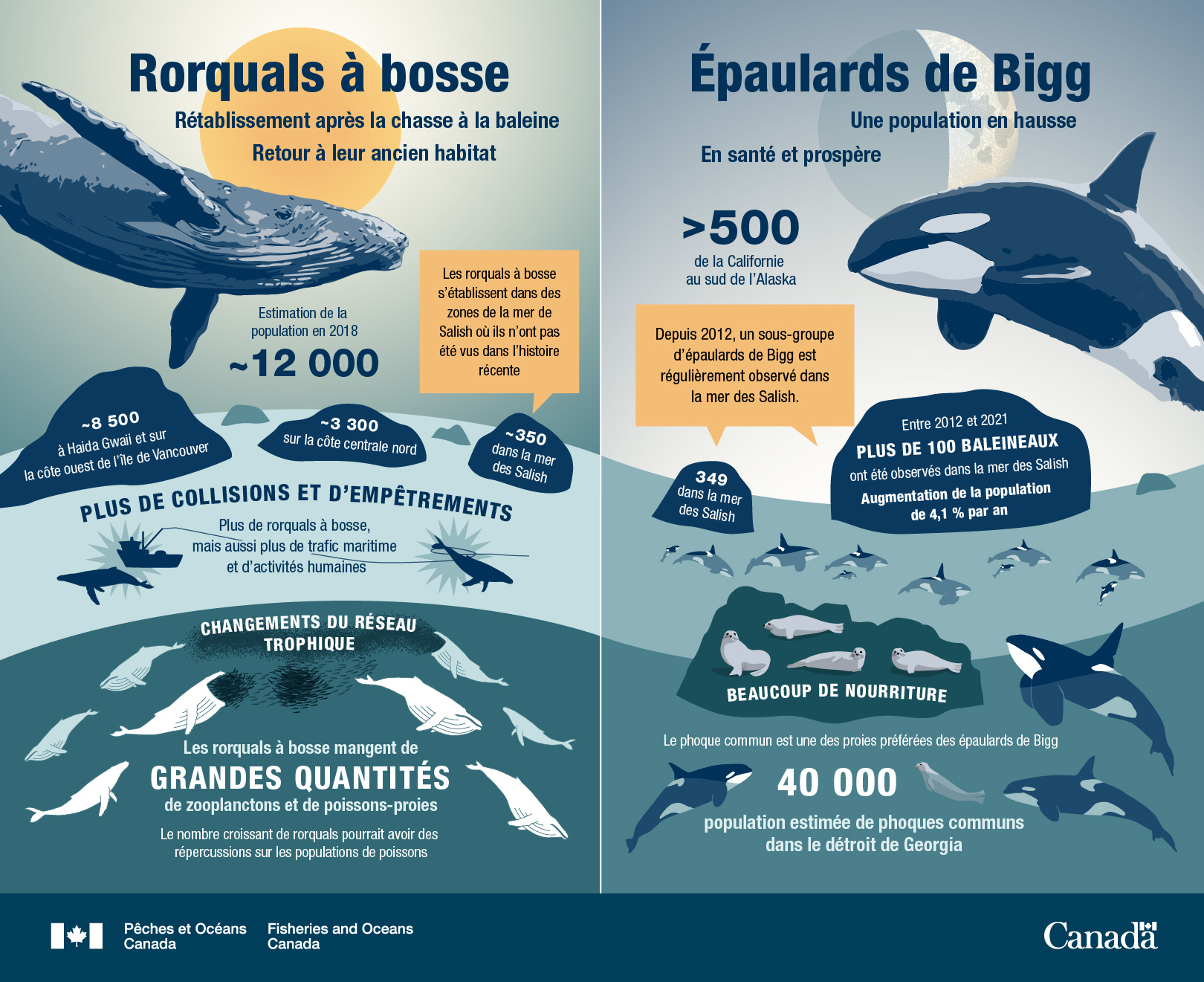 Les baleines à bosse se rétablissent, les épaulards de Bigg sont en augmentation