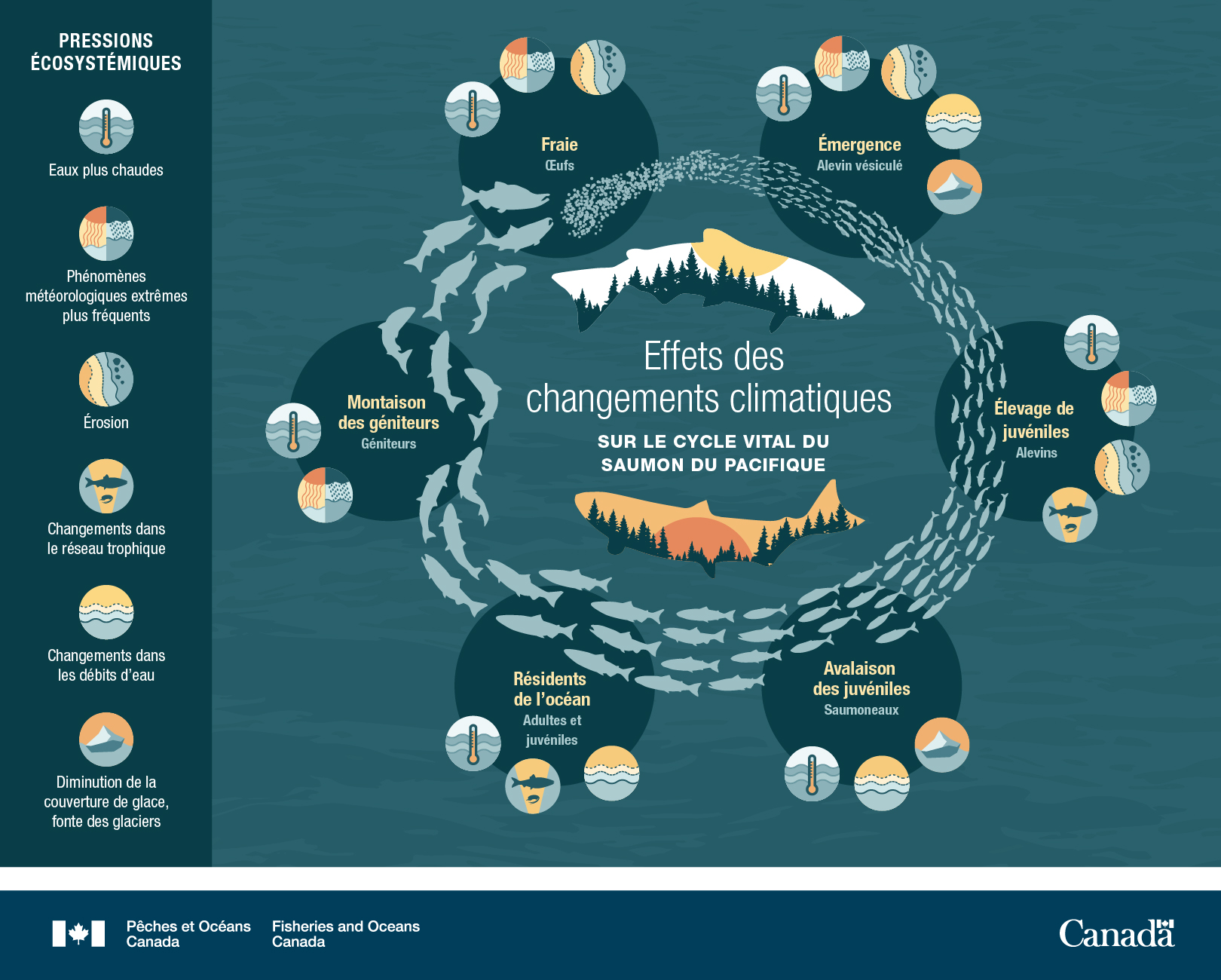 Infographie : Les changements climatiques ont des répercussions sur le cycle biologique du saumon du Pacifique