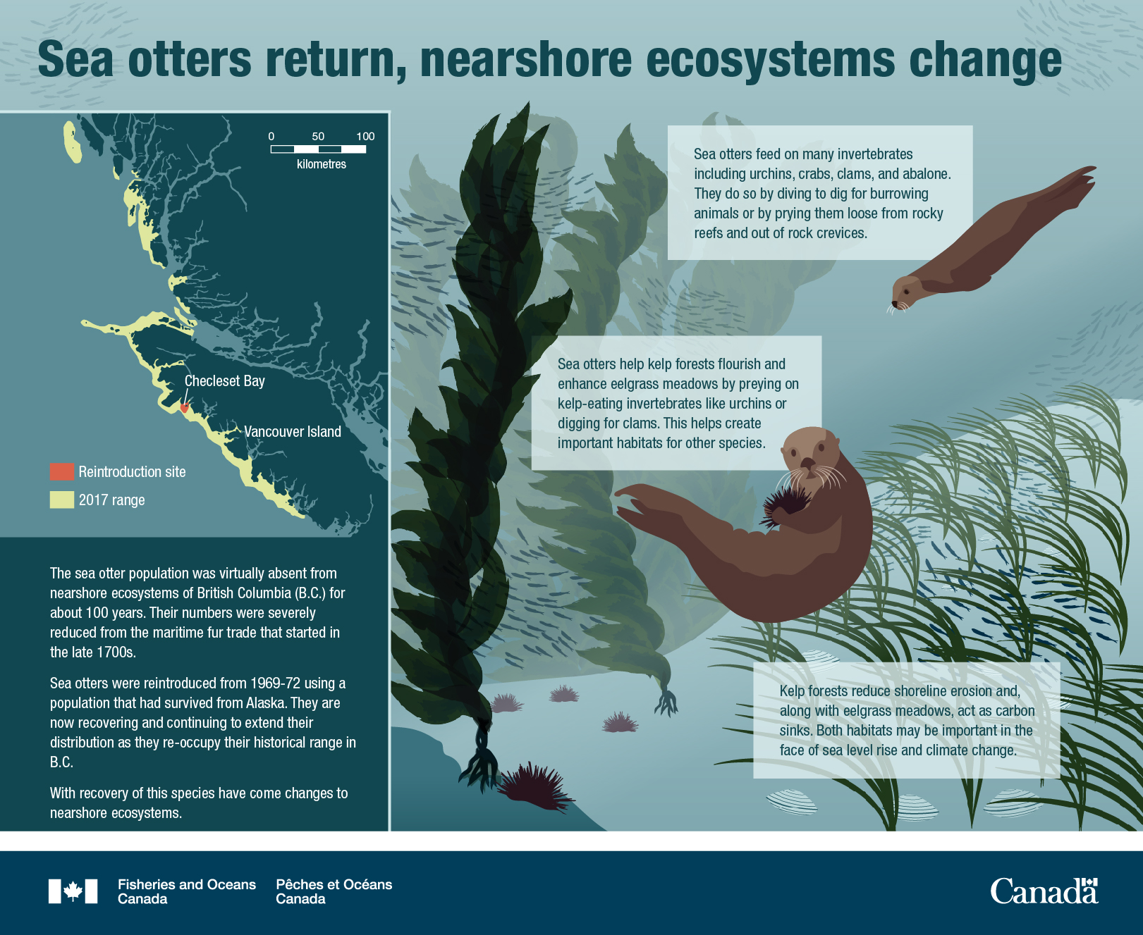 Canada’s Oceans Now, Pacific Ecosystems 2021 - Sea otters return, nearshore ecosystems change