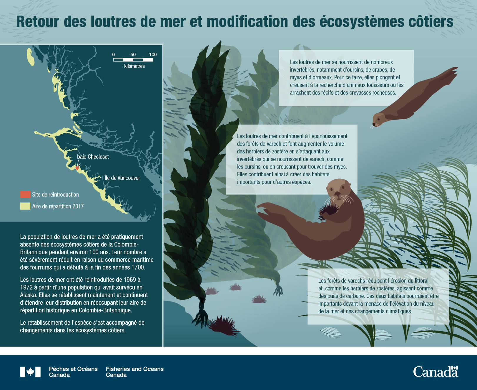 Les loutres de mer reviennent, les écosystèmes côtiers changent