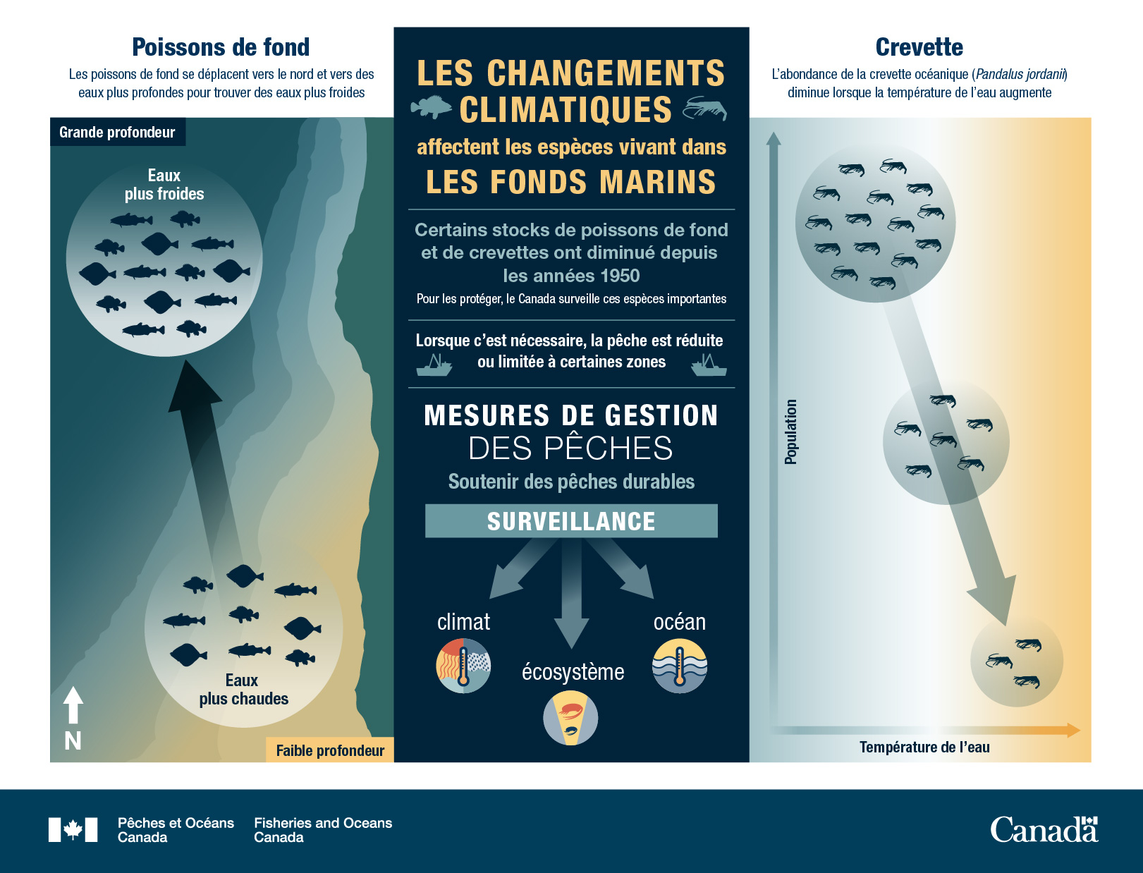 Infographie : Les changements climatiques affectent les espèces qui vivent sur les fonds marins