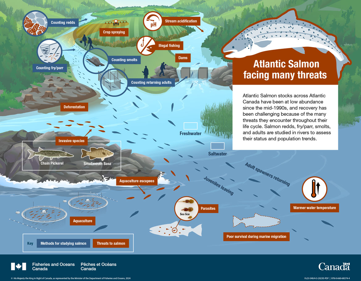 Infographic: Atlantic Salmon facing many threats