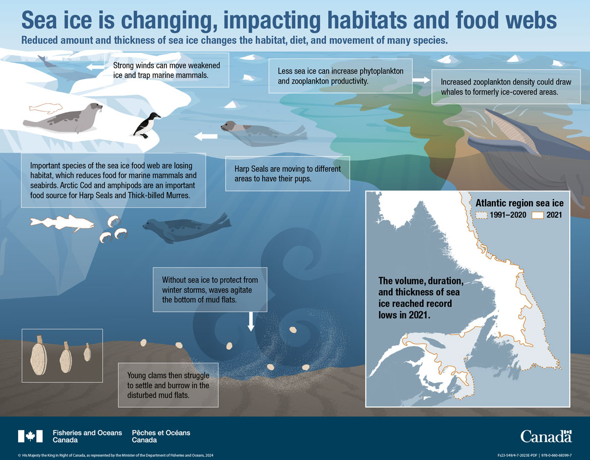 Infographic: Sea Ice is changing, impacting habitats and food webs