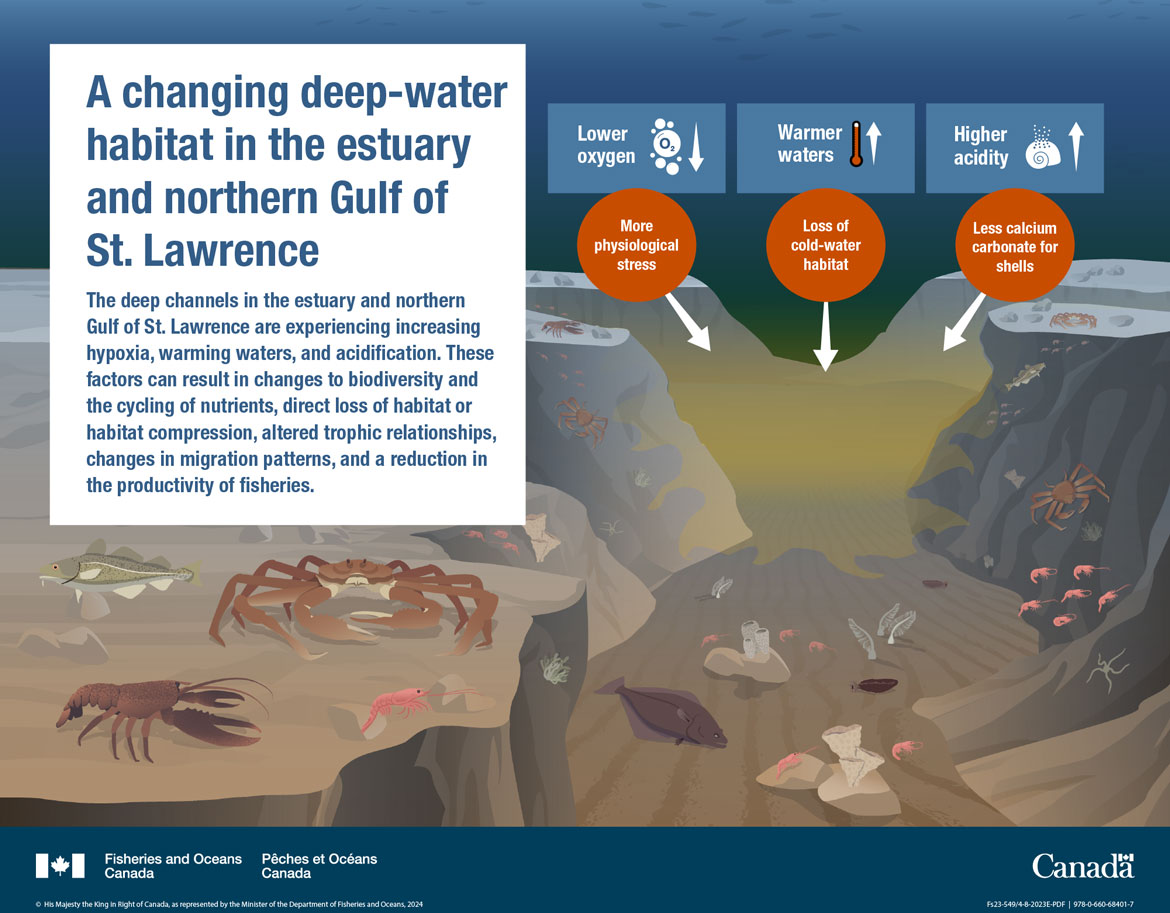 Infographic: A changing deep-water habitat in the estuary and northern Gulf of St. Lawrence