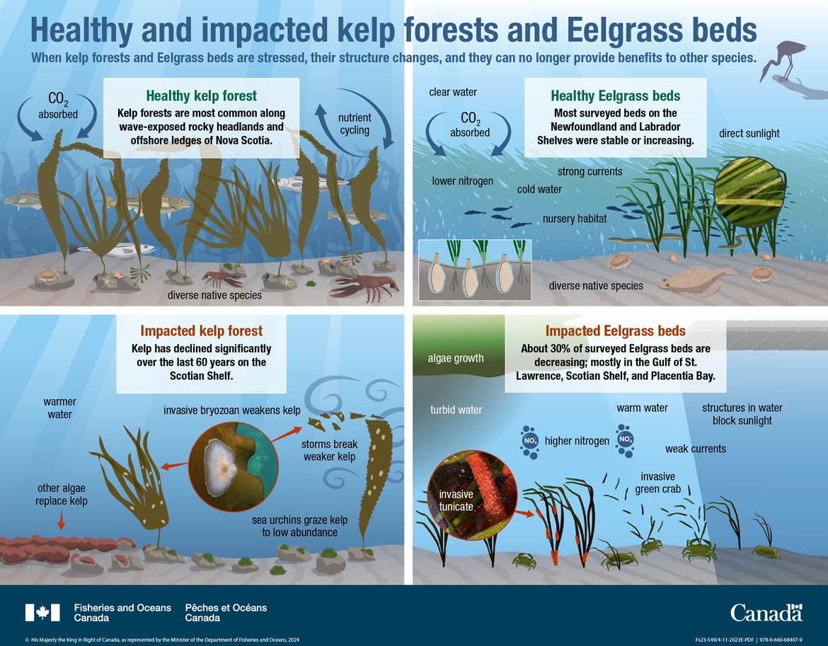 Infographic: Healthy and impacted kelp forests and Eelgrass beds
