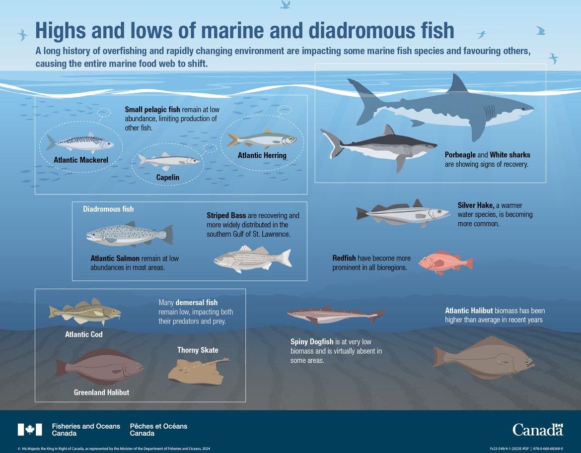 Infographic: Highs and lows of marine and diadromous fish