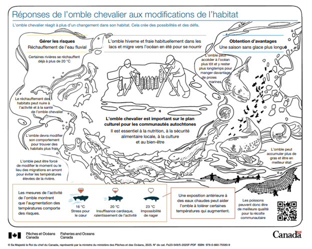 Page de coloriage de l'Omble Arctique