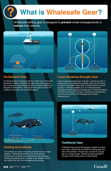 Infographic: What is Whalesafe Gear?