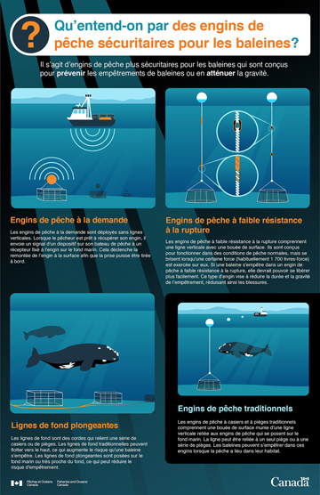 Infographique : Qu'entend-on par des engins de pêche sécuritaires pour les baleines?