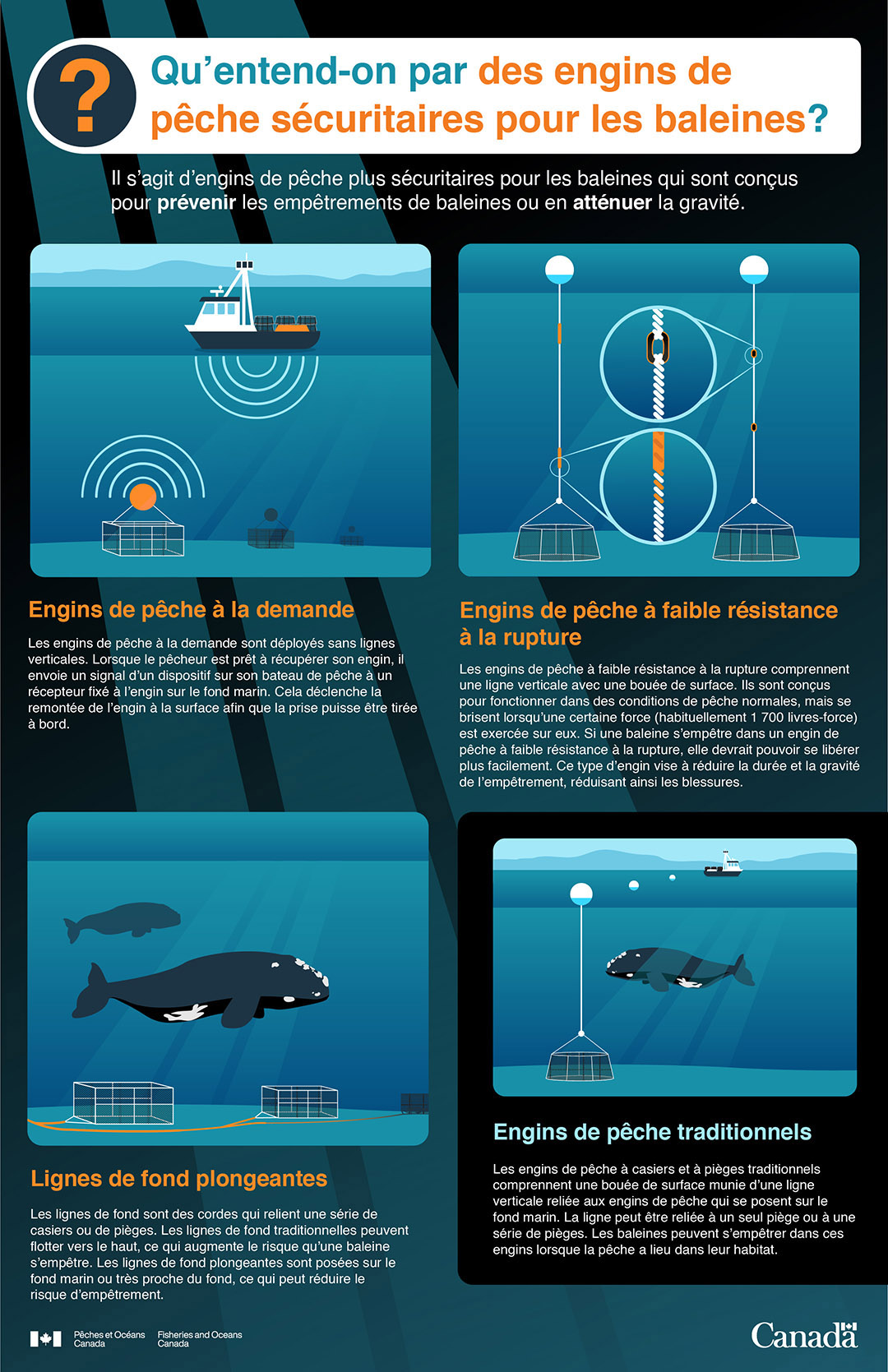 Infographie : Qu'entend-on par des engins de pêche sécuritaires pour les baleines?