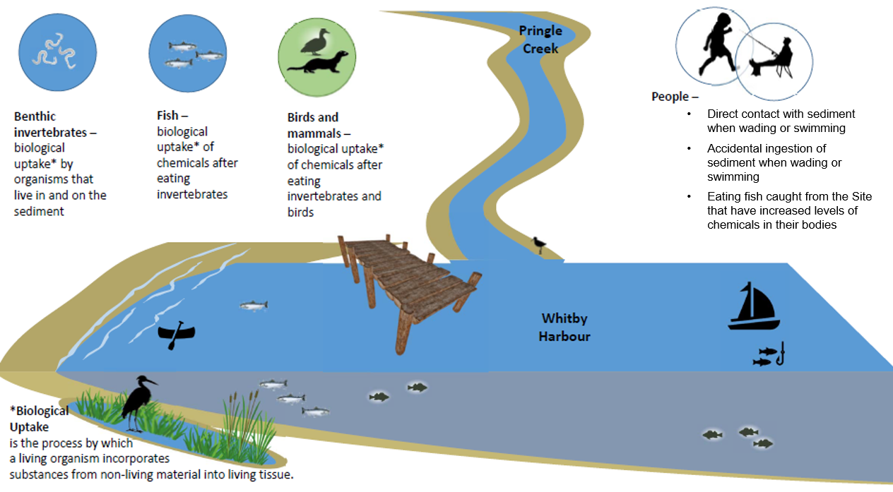 Infographic: Ways that humans and wildlife may be affected by the contaminated sediment