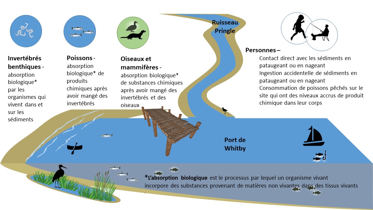 Infographie : Façons dont les humains et la faune peuvent être touchés par les sédiments contaminés