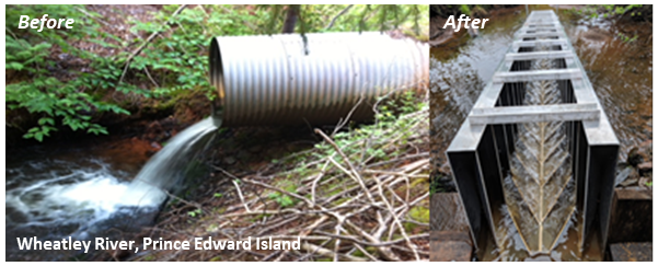 before (left) and after (right) of the replacement of a impassable culvert with a fish passage in the Wheatley River, Prince Edward Island.