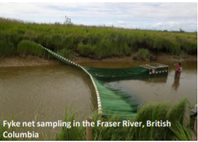 fyke net sampling in the Fraser River, British Columbia.
