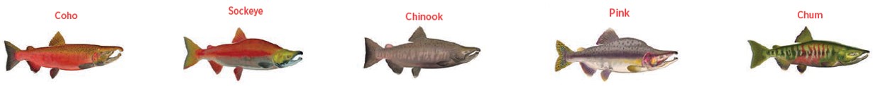 The figure depicts five species of Pacific salmon managed by DFO: Coho salmon, Sockeye salmon, Chinook salmon, Pink salmon and Chum salmon.