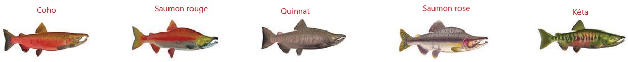 La figure illustre cinq espèces de saumon du Pacifique gérées par le MPO : le saumon coho, le saumon rouge, le saumon chinook, le saumon rose et le saumon kéta.