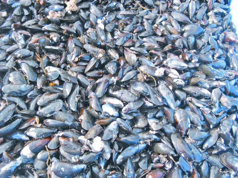 IMTA mussels harvested from mussel rafts after an initial cleaning.