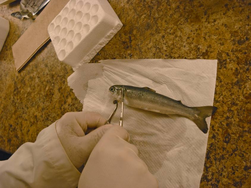Échantillonnage du saumon de l'Atlantique après injection du VAIS.