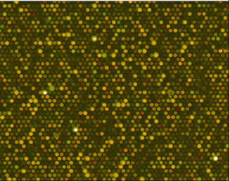 Gene mapping using fluorescence.