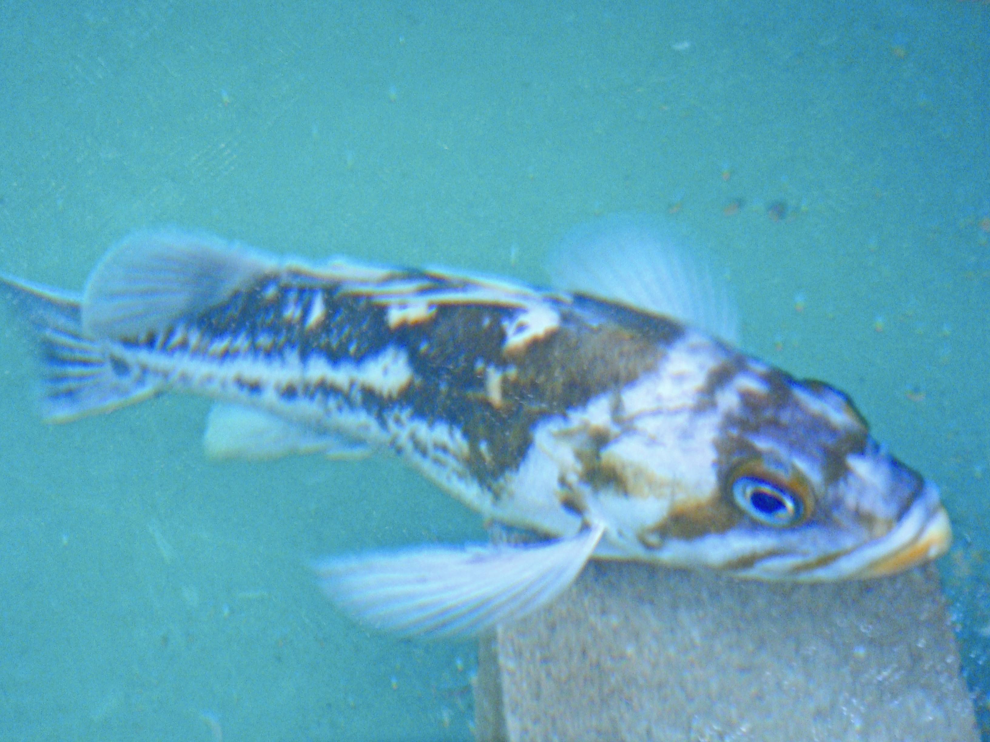 Copper Rockfish (Sebastes caurinus).