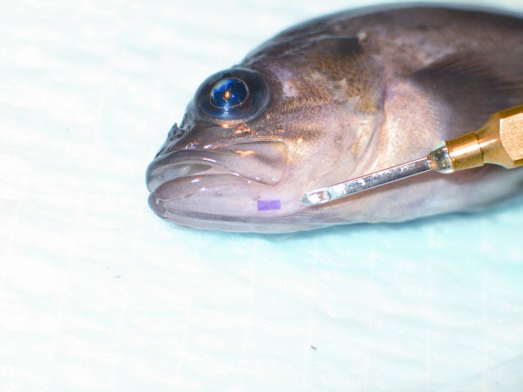 Implanting of rockfish with visual implant tags (Northwest Marine Technologies) for the individual identification of fish.