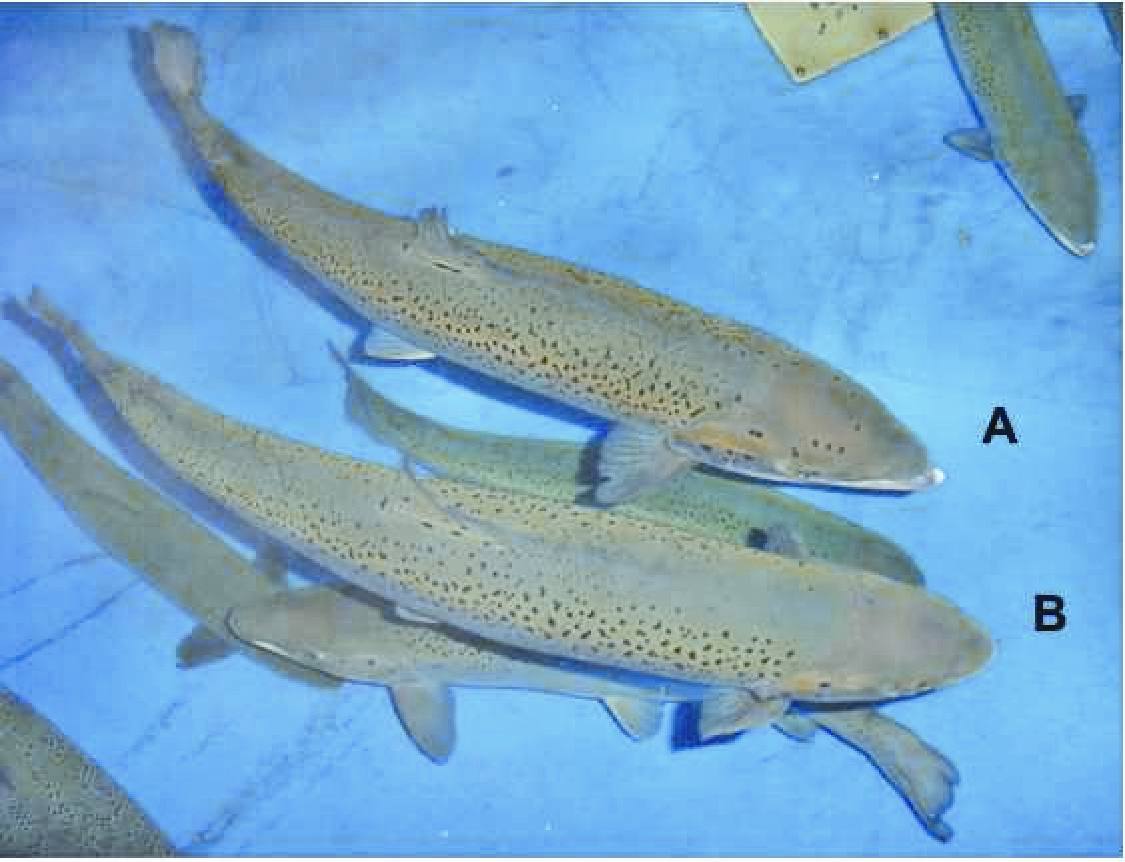 Comparison image of identically-aged salmon: smaller grilse A (with long lower jaw or kype) and larger immature salmon B (lack of a kype).