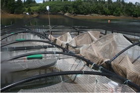 Four small pens and nets customized to fit within a standard commercial 70 m polar marine net pen, used to rear small groups of wild salmon to adults 