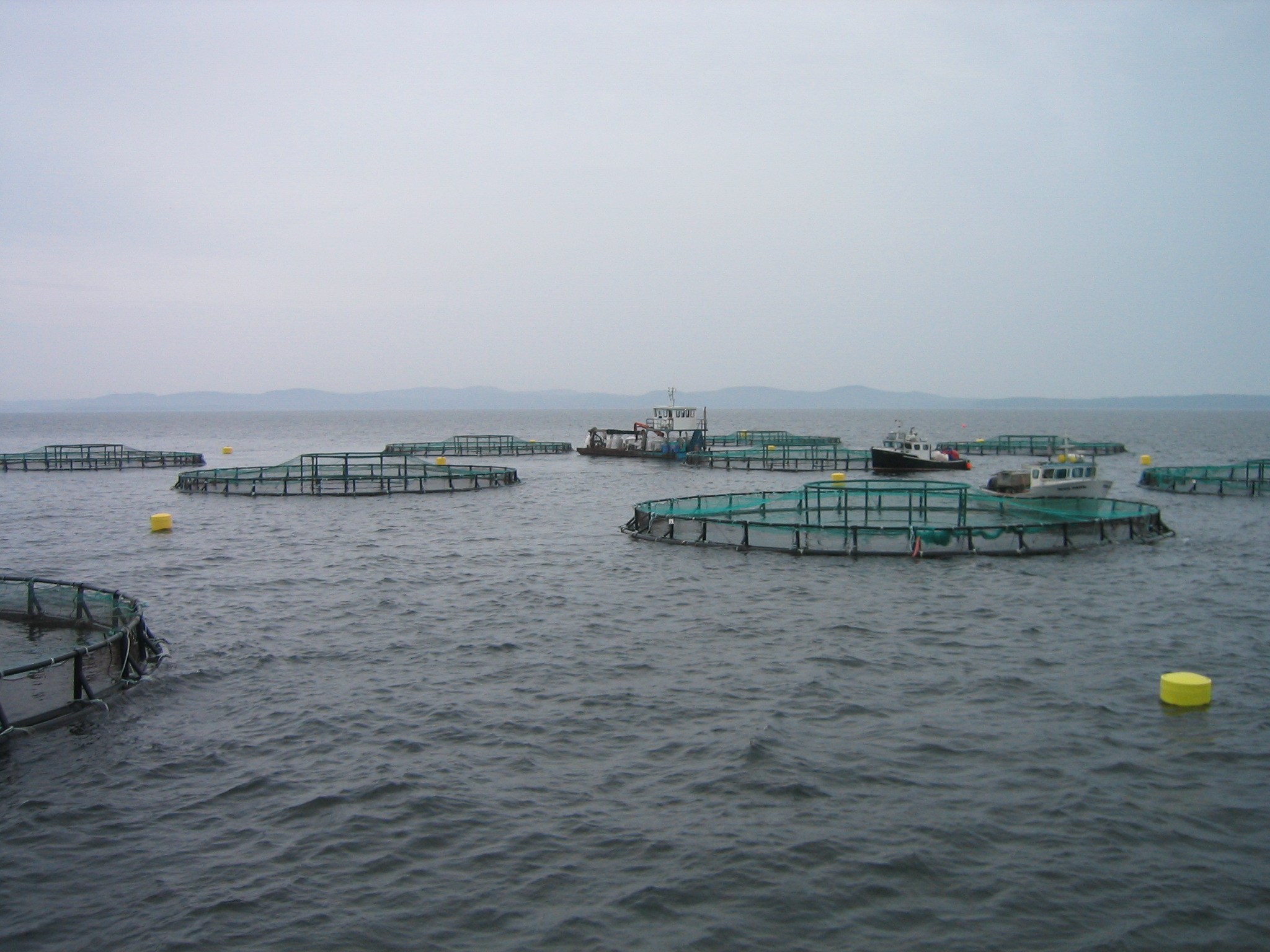 Marine finfish aquaculture site