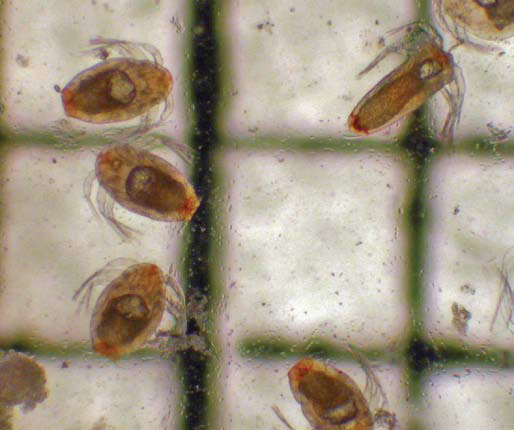 Tels qu'observés au microscope, des poux du poisson de stade nauplius I et II ayant récemment éclos et étant préservés au formol. La grille de référence est de 1 mm.