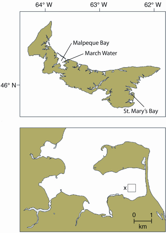 Figure 1. Location of the study sites in Prince Edward Island (top), and, in closer detail, St. Mary's Bay (below). The “x” represents the location of the current profiler used to measure hydrodynamic characteristics of the sampling area. The square represents the lease-site where the biodeposit production experiments were done.