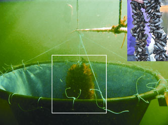 Figure 2. Underwater photograph of experimental sediment traps used in St. Mary's Bay. The white box indicates a mussel sock fouled with the invasive tunicate (Ciona intestinalis). Inset image shows a typical mussel sock without fouling from invasive tunicates.