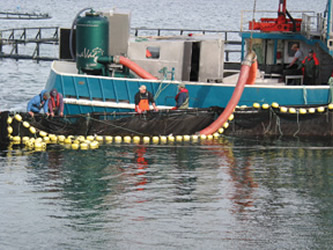 Aquaculture workers