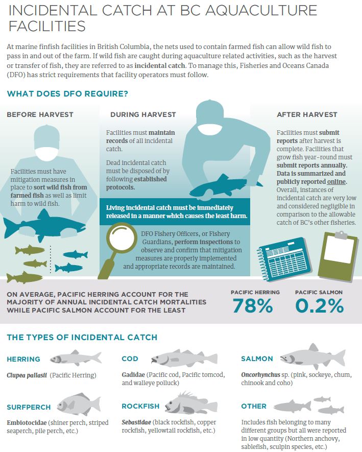 Incidental catch at BC aquaculture facilities