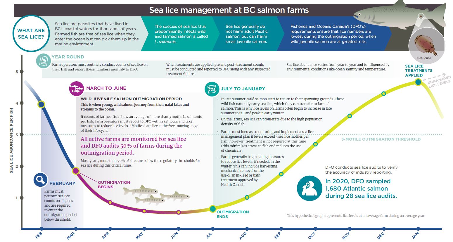 Image: Sea lice management at BC salmon farms infographic