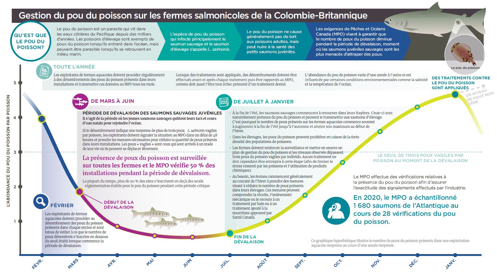 Infographie: Gestion des poux de mer dans les élevages de saumon de la C.-B.