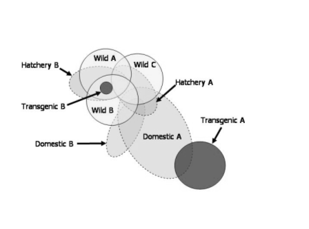 Representation of the relationships among phenotypic states for one hypothetical set of wild, hatchery, domestic, and transgenic strains. The ranges of phenotype observed among different wild populations are anticipated to overlap considerably with each other and with hatchery strains derived from them. Domestic strains that have undergone directed and unintentional selection are expected to possess phenotypes different from wild and hatchery populations, often in a common direction away from the wild phenotype, and in some cases to an extent seen for transgenic strains. Transgenic strains can possess a wide range of phenotypic transformations for novel traits, and for existing traits previously possessed by the host strain, or may have no change in phenotype from the host strain.