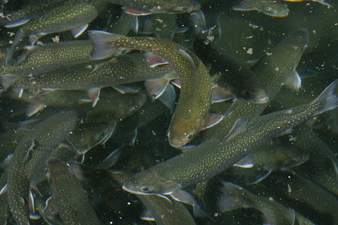 These are 1-2 kg (2-4 lb) Arctic Charr ready for market.