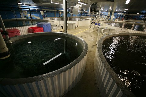 10 tanks at Nova Scotia Arctic Charr.