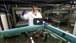 Integrated Multi-Trophic Aquaculture Video