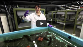 Integrated Multi-Trophic Aquaculture Video