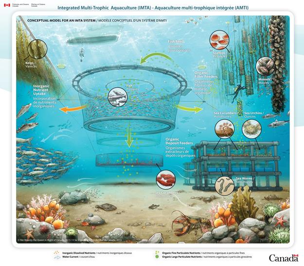 Cette image illustre le modèle conceptuel d'un système d'aquaculture multitrophique intégrée (AMTI). Les petits points et les flèches orange montrent le cheminement et l'absorption des nutriments inorganiques dissous, du parc en filet pour saumon vers les radeaux de varech. Les flèches blanches indiquent la direction des courants d'eau dans le système d'AMTI. Enfin, les points et les flèches verts montrent le cheminement et l'absorption des nutriments organiques à particules fines (représentées par des points plus petits et d'un vert plus pâle) et grossières (représentées par des points plus gros et d'un vert plus foncé).