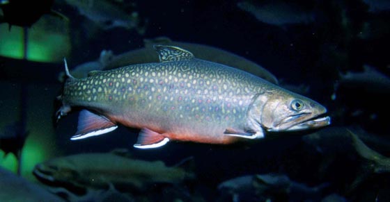 Underwater image of a Brook Trout