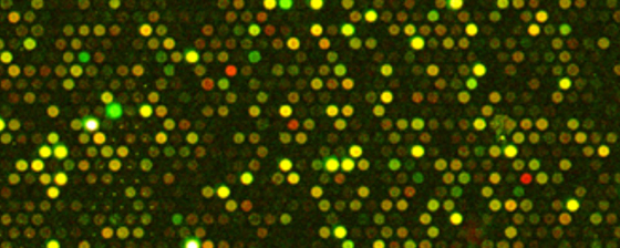 Juvenile microarray image