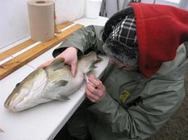 Milt collection from Atlantic Cod