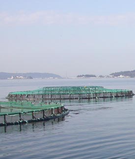 Site AMTI dans la baie de Fundy